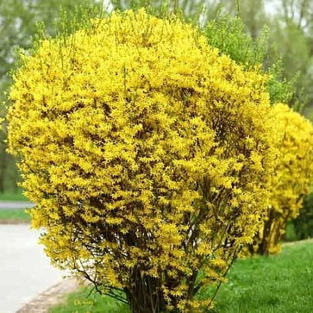 Форзиция Goldzauberg промежуточная