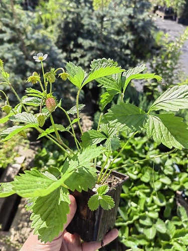 Земляника ремонтантная Али Баба Земляника ремонтантная Али Баба