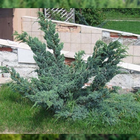 Можжевельник Мейери (Meyeri) чешуйчатый 60+ см Можжевельник Мейери (Meyeri) чешуйчатый 60+ см