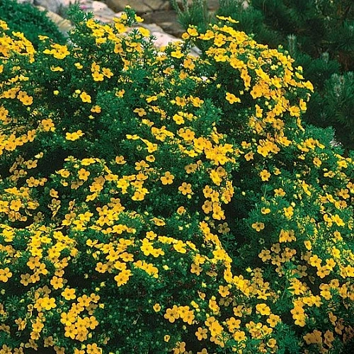 Лапчатка кустарниковая Mango Tango 30-40 см Лапчатка кустарниковая Mango Tango 30-40 см