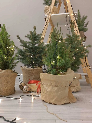 Ель Энгельманна 40-60 см Ель Энгельманна 40-60 см