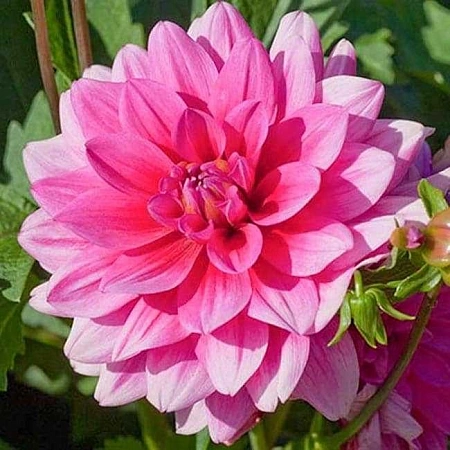 Георгина Bluesette (уп. 1 шт)