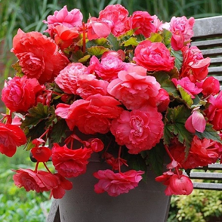 Бегония Pendula Pink (уп. 2 шт)