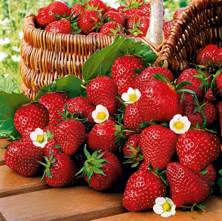 Клубника Кимберли