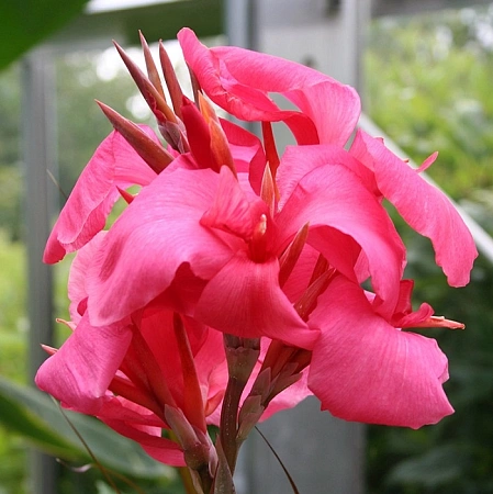 Канна Watermelon Канна Watermelon