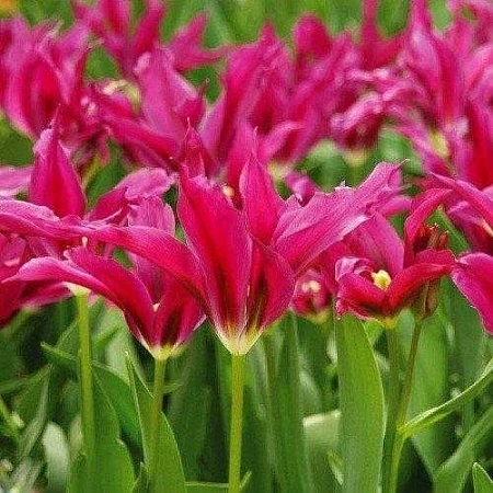 Тюльпан Doll's Minuet (8 шт. в уп.)