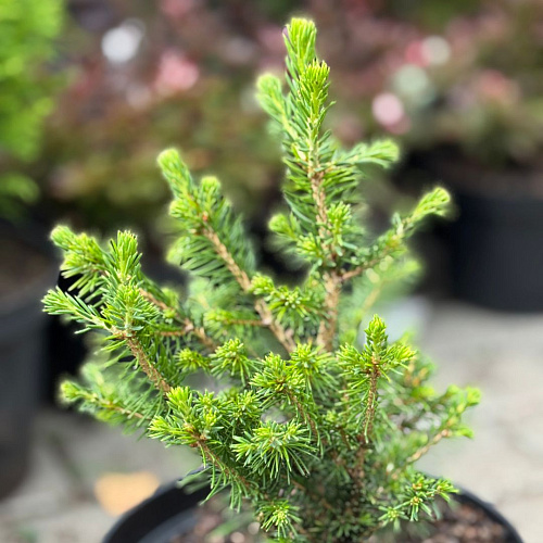 Ель Виллс Цверг (Wills Zwerg) обыкновенная Ель Виллс Цверг (Wills Zwerg) обыкновенная