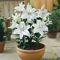 Лилия Rodolfa (2 шт. в уп.) Лилия Rodolfa (2 шт. в уп.)