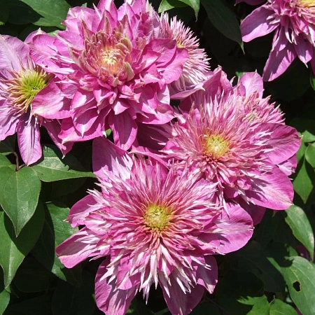 Клематис Kaiser (Кайсер)