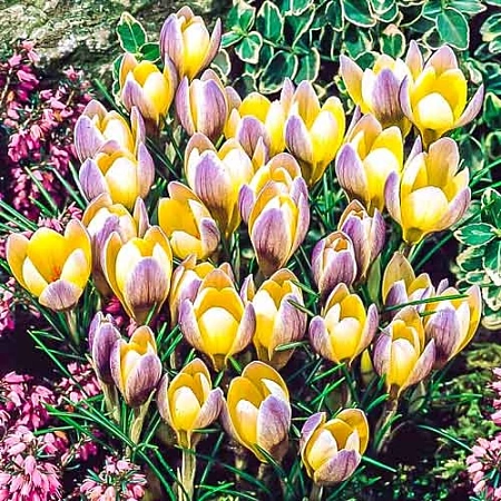 Крокус Advance (15 шт. в уп.)