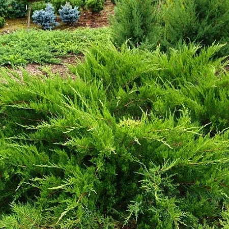 Можжевельник средний Минт Джулеп (Mint Julep) 15-25 см