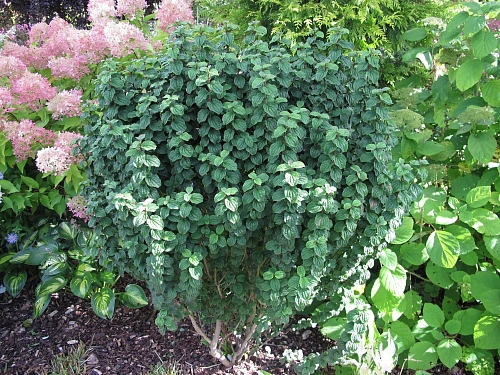 Дерен Kompressa 40-60 см Дерен Kompressa 40-60 см