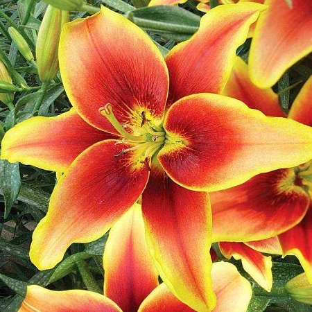 Лилия Avalon Sunset (уп. 1 шт)