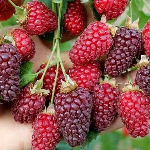 Ежемалина Тайберри Ежемалина Тайберри