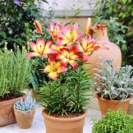 Лилия Costa del Sol (уп. 3 шт)