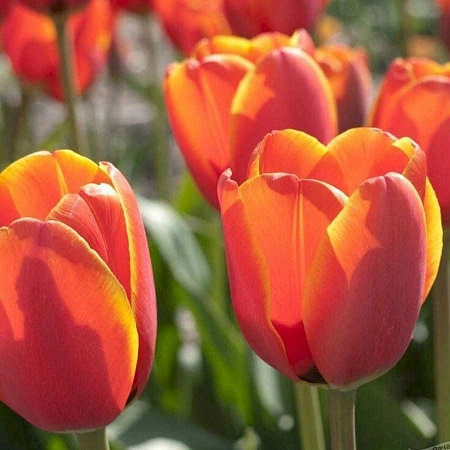 Тюльпан Orange Legend (5 шт. в уп.)