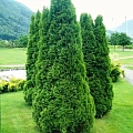 Туя западная Колумна (Columna) 50-70 см Туя западная Колумна (Columna) 50-70 см