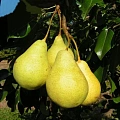 Груша Вилия (однолетка) Груша Вилия (однолетка)