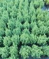 Можжевельник Стрикта (Stricta) 20-40 см китайский Можжевельник Стрикта (Stricta) 20-40 см китайский