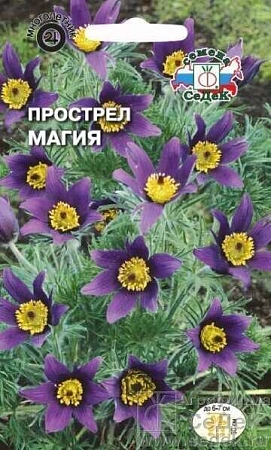 Прострел Магия сине-фиолетовая многолетник, 0,1 г (СеДек)