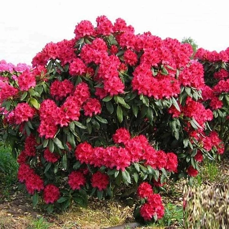 Рододендрон Нова Зембла (Nova Zembla) С3 Рододендрон Нова Зембла (Nova Zembla) С3
