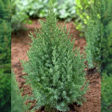 Можжевельник Стрикта (Stricta) 20-40 см китайский