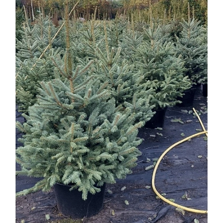 Ель Глаука 60-80 см голубая Польша