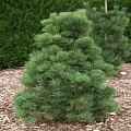 Сосна румелийская С3 Сосна румелийская С3