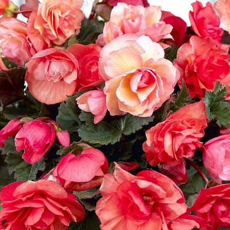 Бегония Cascade Odorosa Sweet Pink (уп. 2 шт)