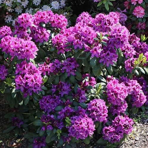 Рододендрон Rasputin 25-35 см Рододендрон Rasputin 25-35 см