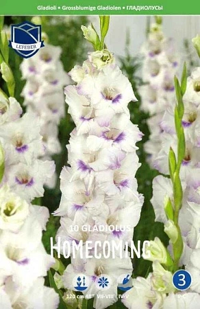 Гладиолус Homecoming, 10 шт (Lefeber)