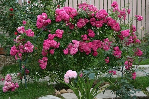 Роза Super Dorothy (Супер Дороти) Роза Super Dorothy (Супер Дороти)