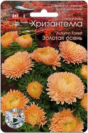 Астра Хризантелла Золота осень, 30 шт (Биотехника)