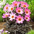 Георгина Happy Days Pink (уп. 1 шт) Георгина Happy Days Pink (уп. 1 шт)