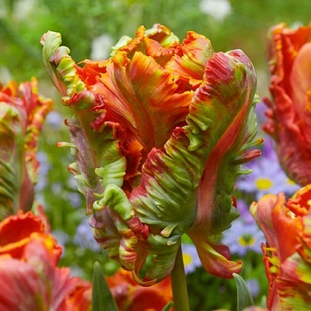 Тюльпан Blumex (8 шт. в уп.)