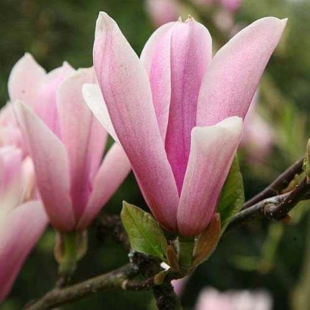 Магнолия Heaven Scent 120-160 cм