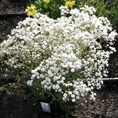 Качим метельчатый Festival White