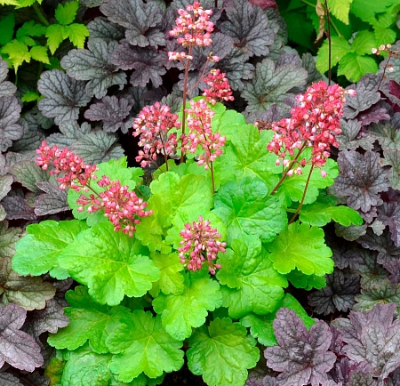 Гейхера в ассортименте Гейхера в ассортименте