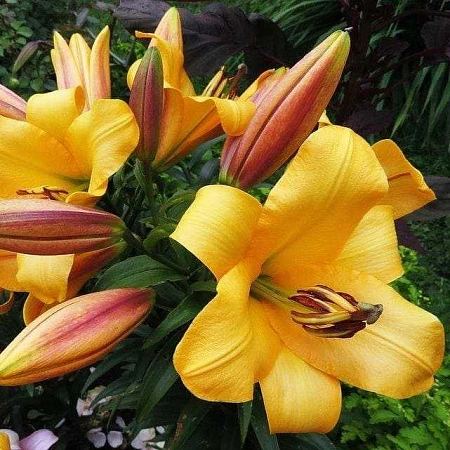 Лилия Saltarello (уп. 2 шт)