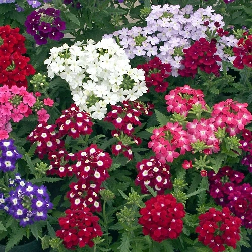 Вербена гибридная Вербена гибридная