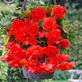 Бегония Pendula Red (2 шт. в уп.) Бегония Pendula Red (2 шт. в уп.)