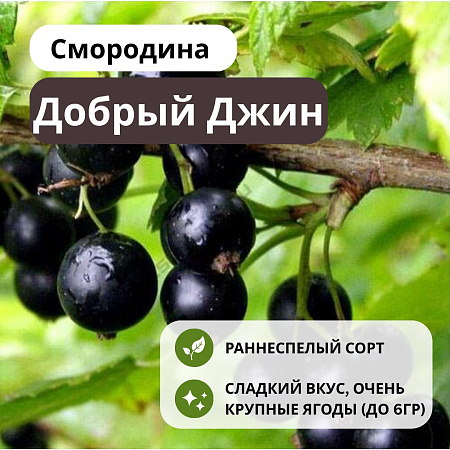 Смородина Добрый Джин черная С5 Смородина Добрый Джин черная С5