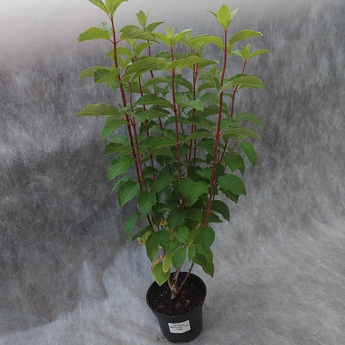 Гортензия Фрайз Мельба (Fraise Melba) метельчатая С2 3-хлетка Гортензия Фрайз Мельба (Fraise Melba) метельчатая С2 3-хлетка