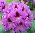 Рододендрон Rasputin 25-35 см Рододендрон Rasputin 25-35 см