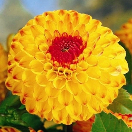 Георгина Sunny Boy (уп. 1 шт) Георгина Sunny Boy (уп. 1 шт)