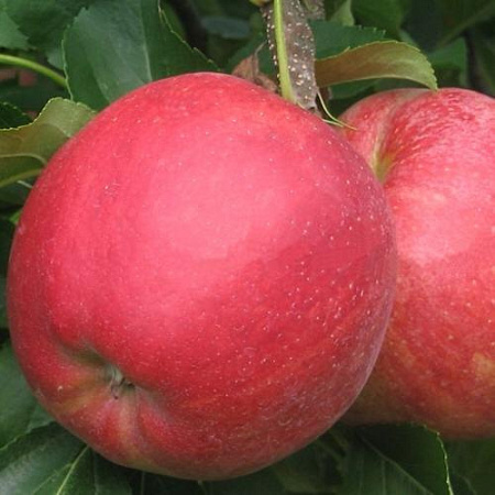 Яблоня Рубин Стар кисло-сладкий Яблоня Рубин Стар кисло-сладкий