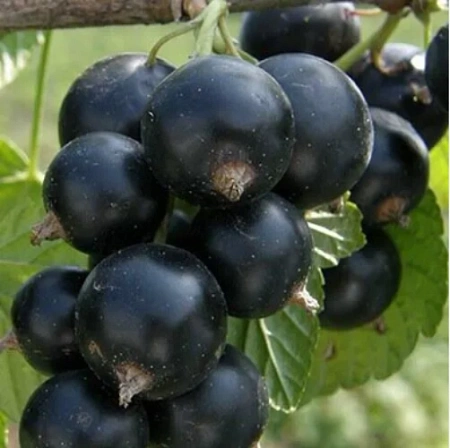 Смородина черная Клуссоновская Смородина черная Клуссоновская