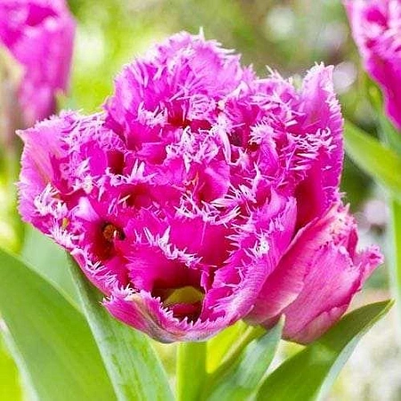 Тюльпан Matchpoint (8 шт. в уп.)