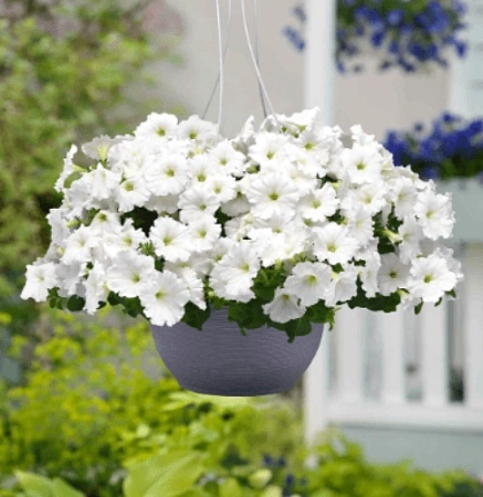 Петуния ампельная