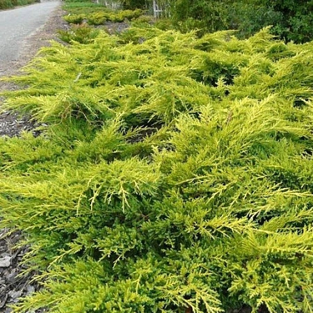 Можжевельник Олд Голд (Old Gold) C3 средний 50+